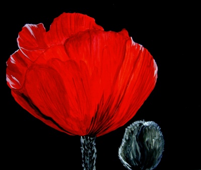 mohnblume1gr.JPG
