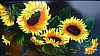 sonnenblumen3gr.jpg