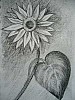 sonnenblume.jpg
