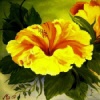 Gelber Hibiskus, l auf Hartfaserplatte, 80 x 60 cm